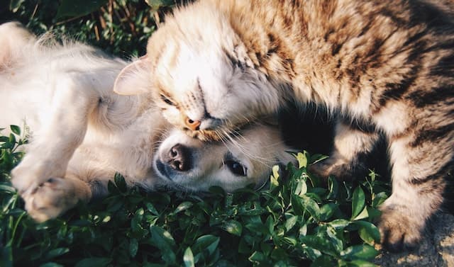 Dog and Cat rolling in grass together