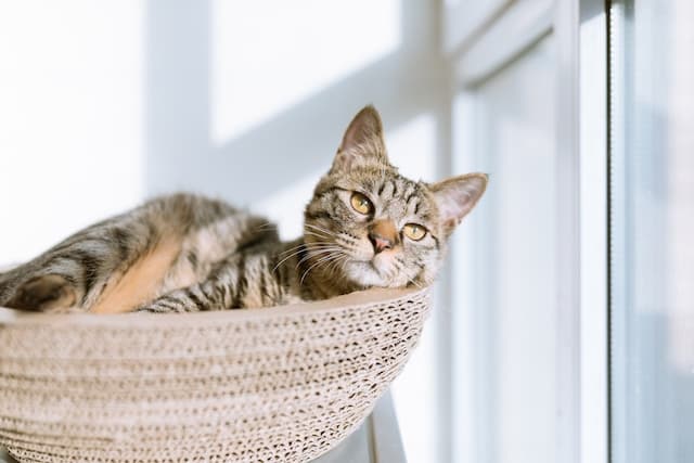 Cat sleeping in a basket