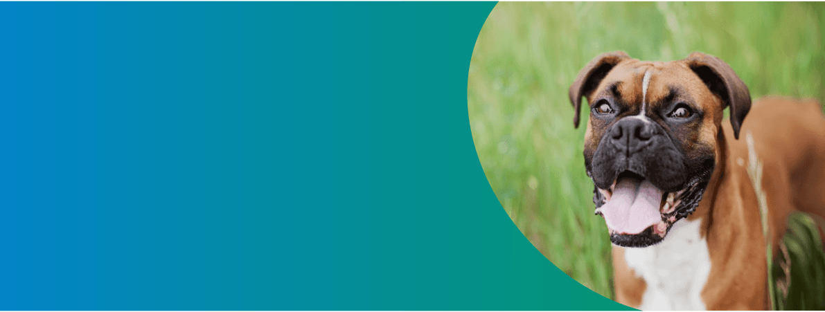 Short-Haired brown dog standing in grass